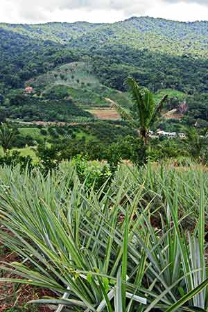 A pinapple plantation overlooking the Hummingbird Highway