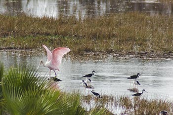 A beautiful Spoon Bill at the Sapodilla Lagoon in July 07