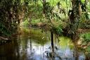 Prime 46 acres of Belize real estate on river near Mayflower Bocawina national park