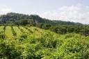 Belize Land-27 acres of citrus in St. Margaret's Village