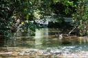 Prime Belize Real Estate-60 acres with river and citrus