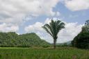 Real Estate in Belize for sale-24 acres of citrus and corn near St. Margarets Village