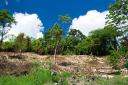 Belize real estate-20 acres of Belize land in Alta Vista with 12 acres of citrus