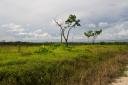 Belize real estate-25 acres prime agricultural land near Spanish Lookout for sale