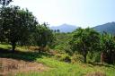 Belize Real Estate-48 acres of citrus on the Hummingbird Highway!
