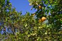 Real Estate in Belize for sale-32 acres of Citrus near Mile 21 on Hummingbird Highway!