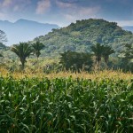 corn growin in the foothills of Belize