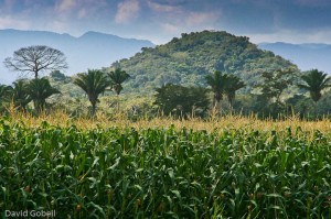 organic corn crop growing in Belize
