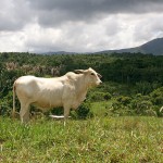 Viewing real estate in Belize sometimes is better during the rainy season.