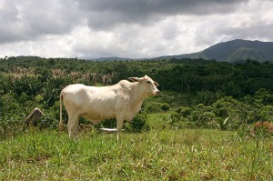 Viewing real estate in Belize sometimes is better during the rainy season.