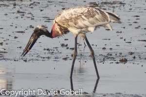 People purchse Belize real estate to be near wildife such as this Jabiru Stork