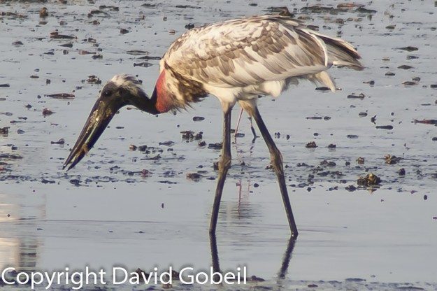 People purchse Belize real estate to be near wildife such as this Jabiru Stork