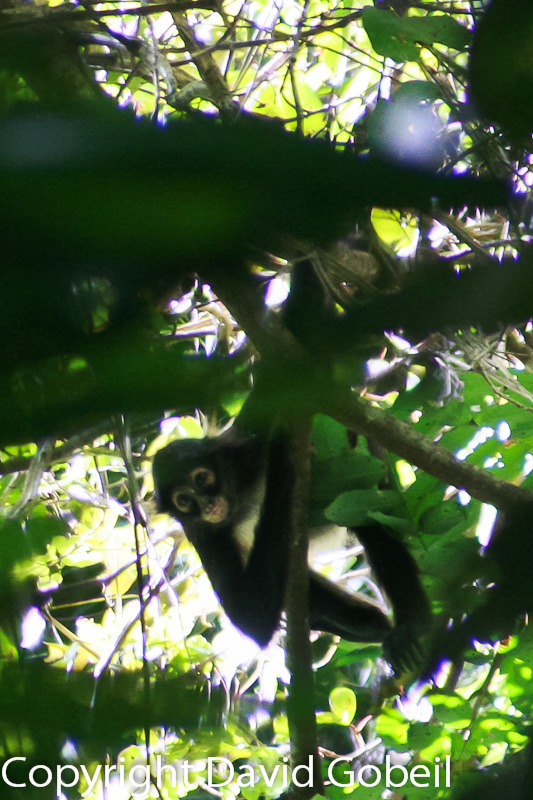 while searching for wild Belize real estate behind St. Margaret's Village we spot spyder monkeys