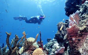 Many diver's purchase real estate in Belize after experiencing the barrier reef